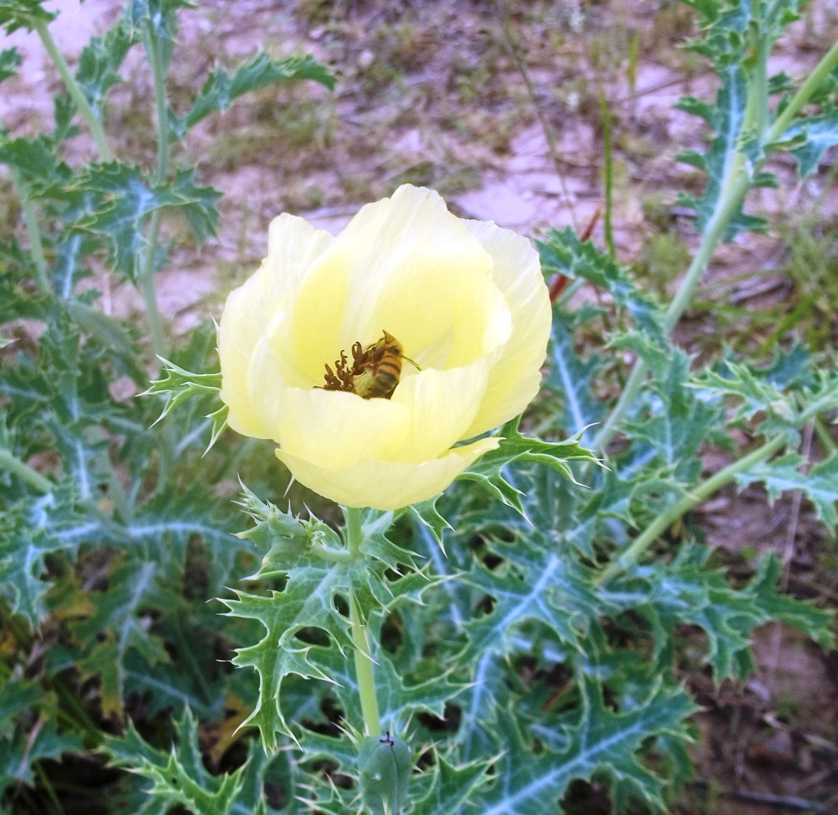 elizabethzr's tweet photo. #Paraná #Argemone #subfusiformis
#Papaveraceae #nativa #abeja #bees #ornamental #ecología #hierba #plantas #gardening #vereda #silvestre #nativa #flora #yuyo #medicinal #flowerslife #loveflower #nature #botánica #summer #plantidentification #taxonomy #systematic #family https://t.co/oXJI5hsnO3