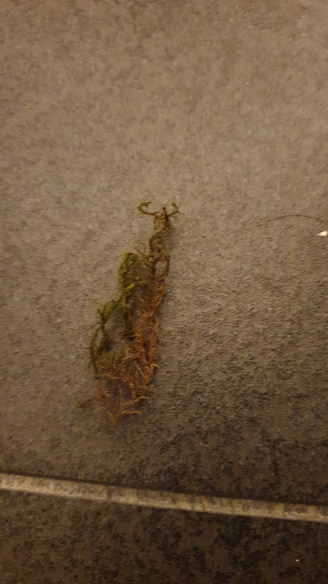 karosieben's tweet photo. Krass! Da kommt man vom Spielplatz nach Hause und es wartet ein Star im Bad!
Kate Moos
#keepo #LappenLive https://t.co/Pajr85vhBE