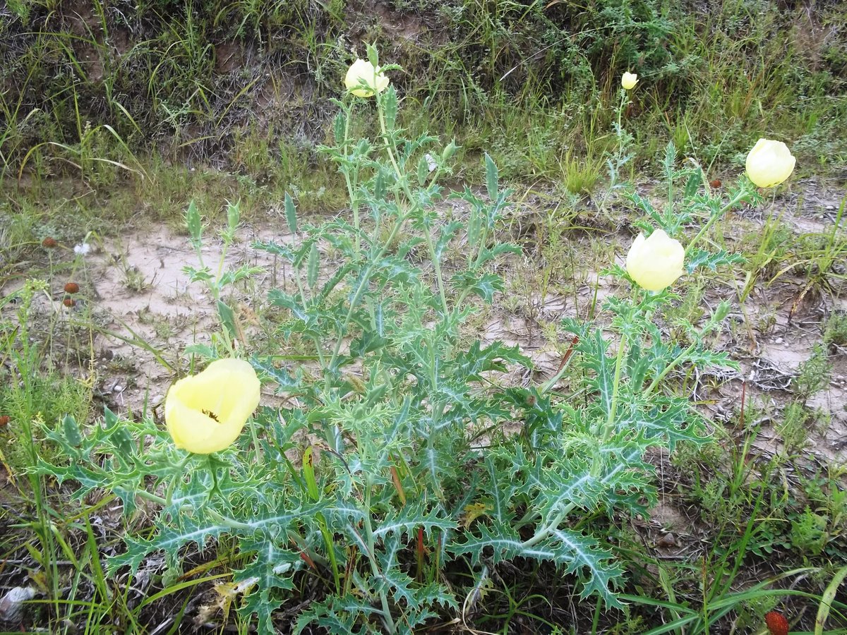 elizabethzr's tweet photo. #Paraná #Argemone #subfusiformis
#Papaveraceae #nativa #abeja #bees #ornamental #ecología #hierba #plantas #gardening #vereda #silvestre #nativa #flora #yuyo #medicinal #flowerslife #loveflower #nature #botánica #summer #plantidentification #taxonomy #systematic #family https://t.co/oXJI5hsnO3