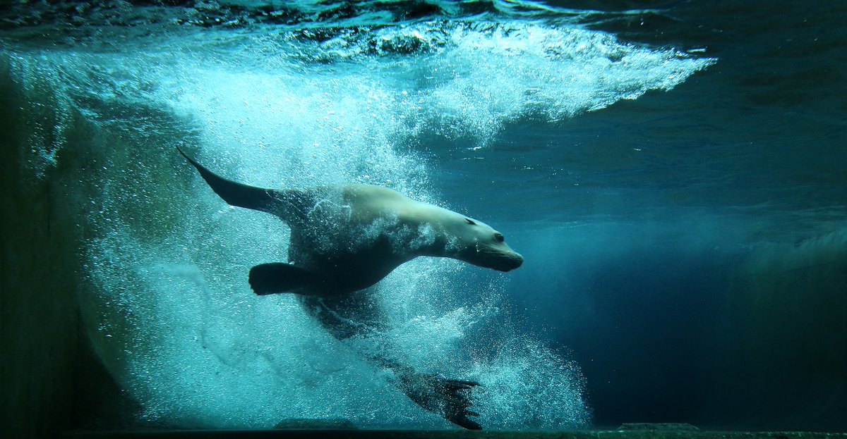 #vergeetartisniet
We adopted a sea lion at Artis Royal Zoo!

#amsterdam #zoo #support #education #artis