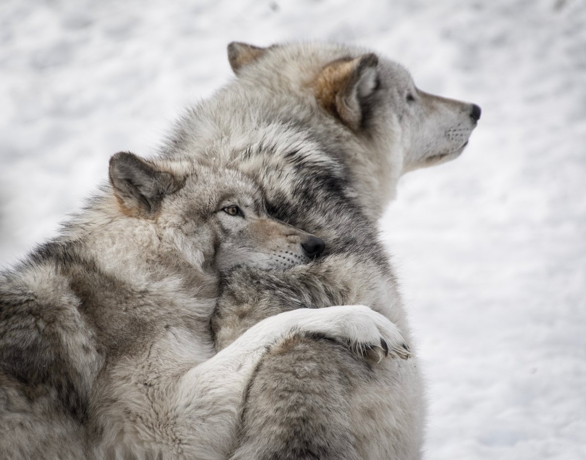 wolfSSL's tweet photo. JOIN THE PACK! Contact us at facts(at)https://t.co/sAMIAjupH6 to learn more about how #wolfSSL can support you and your projects!
#SecureYourConnectivity #CyberSecurity #BestTested #Crypto https://t.co/3vfJqtaGjR