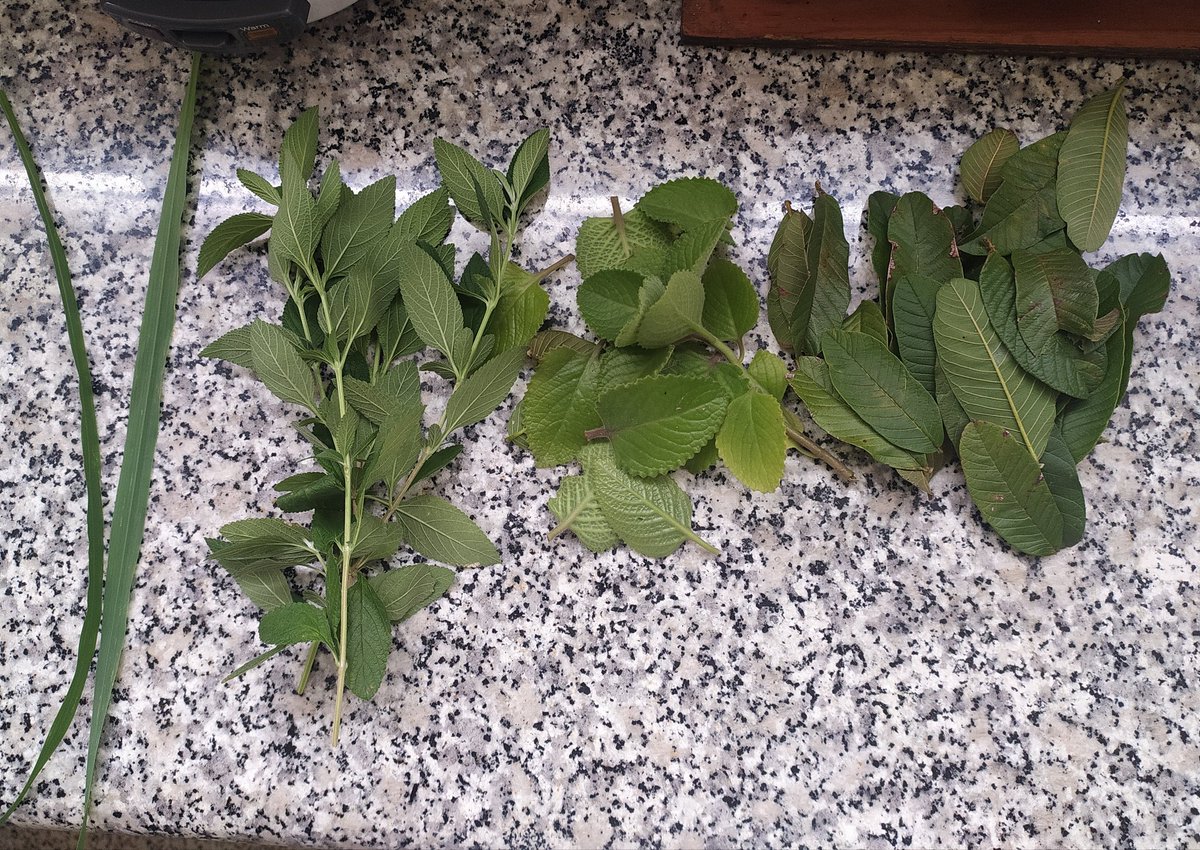 ZamoraMatea13's tweet photo. Malojillo, toronjil, orégano orejón y hojas de guayaba 🤗 Gracias madre tierra ♥️ Ya cada día mejor 💪🏻 Chao Covid https://t.co/7JwY4FRw06