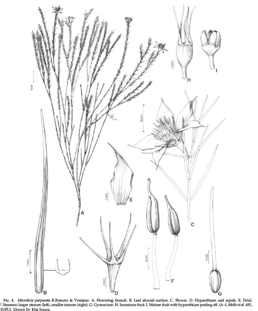 anafversiane's tweet photo. Yesterday our article w/ three new species of #Microlicia was published in #SystematicBotany. Microlicia gertii, M. purpurata, and M. trianae are endemic to the campos rupestes in Minas Gerais, Brazil. Romero, Caetano, Fonseca & Versiane.
Check it out!!
https://t.co/TZp5GlL6YZ https://t.co/lAwEG3S8vY