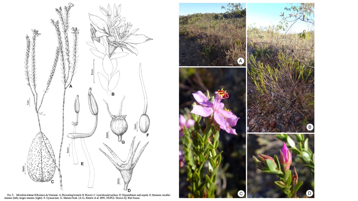 anafversiane's tweet photo. Yesterday our article w/ three new species of #Microlicia was published in #SystematicBotany. Microlicia gertii, M. purpurata, and M. trianae are endemic to the campos rupestes in Minas Gerais, Brazil. Romero, Caetano, Fonseca & Versiane.
Check it out!!
https://t.co/TZp5GlL6YZ https://t.co/lAwEG3S8vY