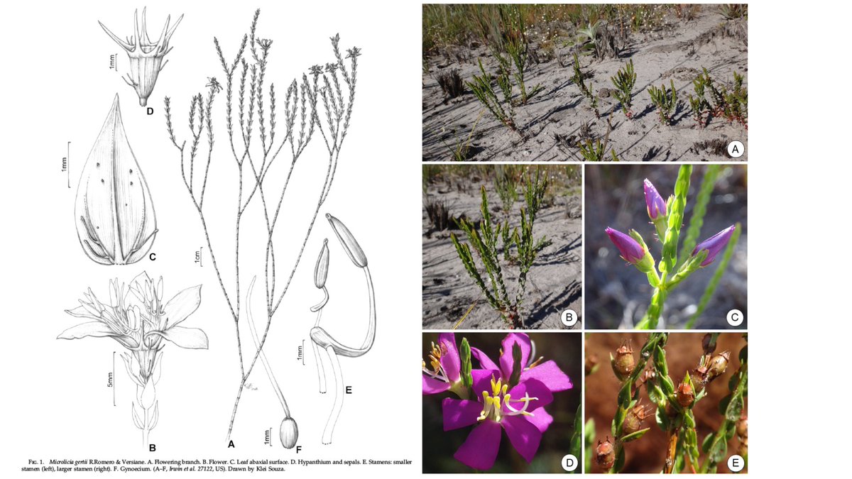 anafversiane's tweet photo. Yesterday our article w/ three new species of #Microlicia was published in #SystematicBotany. Microlicia gertii, M. purpurata, and M. trianae are endemic to the campos rupestes in Minas Gerais, Brazil. Romero, Caetano, Fonseca & Versiane.
Check it out!!
https://t.co/TZp5GlL6YZ https://t.co/lAwEG3S8vY