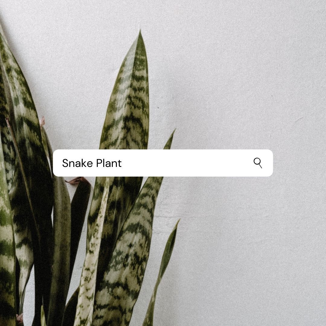 DesignsbyTTOC's tweet photo. Plants make my day. Plant day is my favorite. I'm not the absolute best at taking care of them all the time so I love a durable plant. THIS IS TOP TIER! #GREENTHUMB #NEWPLANTS #SHOPWITHME #ATLANTA #greengoddess https://t.co/gF6u9GzC8s
