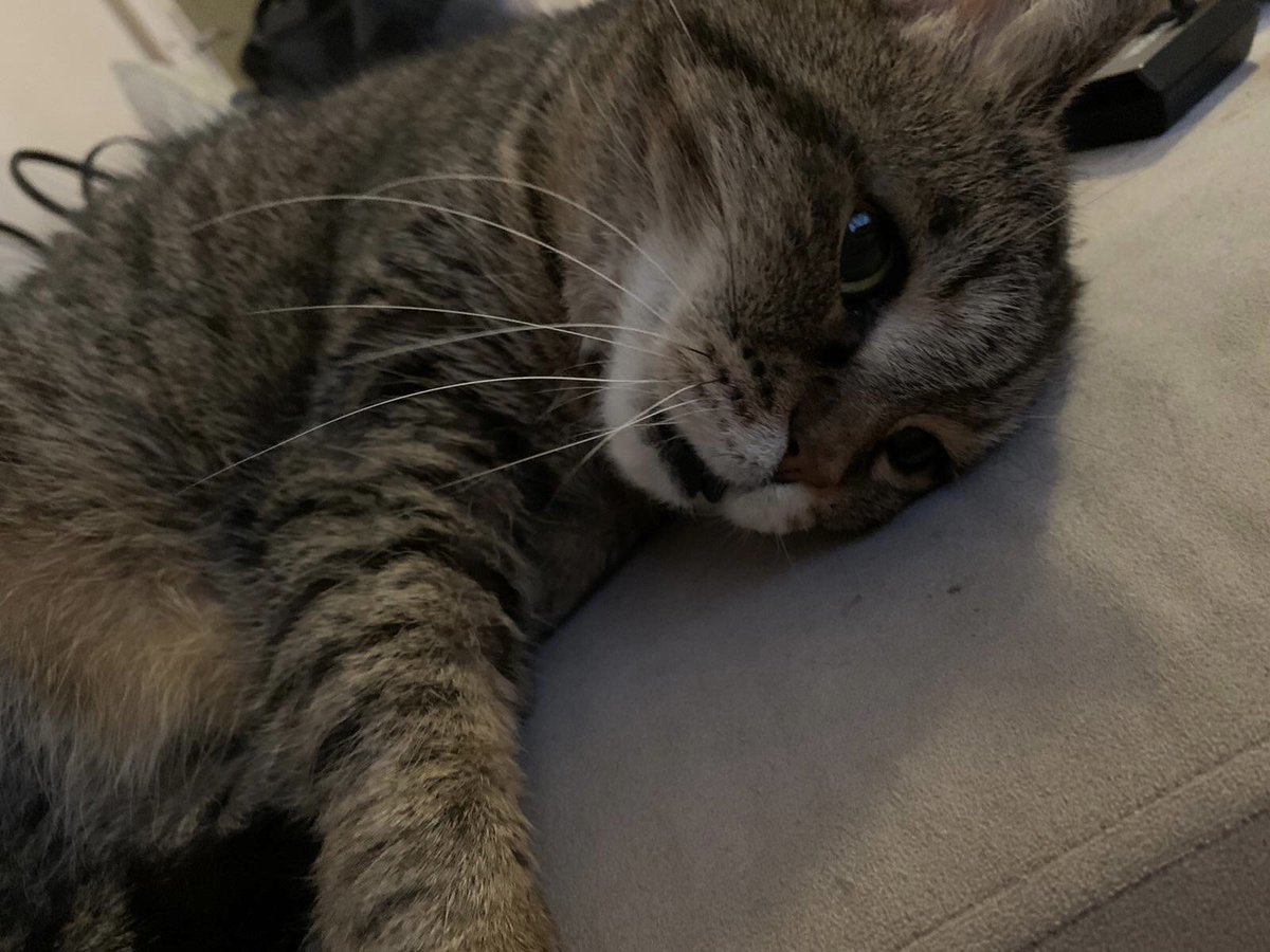 düşümceliyim. ne yiçem düşümcesi