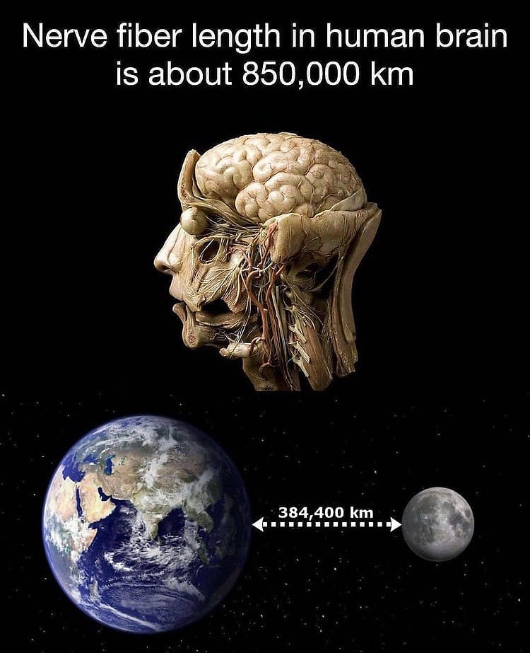 dcodedcuriosity's tweet photo. #brain #nerve #facts https://t.co/guD3fWgjlH