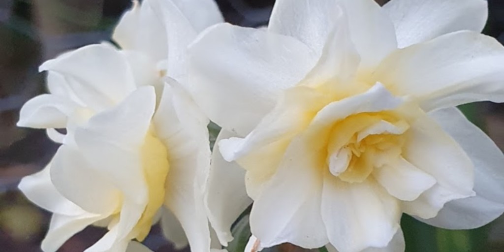 Fragrant narcissus Erlicheer is a romantic flower with double white petals and ivory centres with a hint of yellow  - so pretty

#springbouquet #earlyflowers #cheerful #alcesterflorist #warwickshireflowers #startforduponavonflowers #flowerstoshare