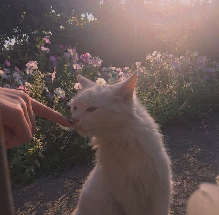 ⸝⸝⸝⌇🧈🐈 ⁺◦ tweet media