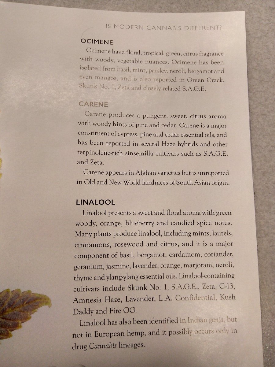 TempleGrower's tweet image. 2/3 Moar #monoterpenes! Working in hemp #CBD extraction, I can say the most prevalent I notice from the oil produced is Camphene/Eucalyptol. Pungent!

#AlphaPinene #Terpinolene #Ocimene #Carene #Linalool #Phellandrene #Camphene #Cymene #Geraniol #Eucalyptol #Sabinene #Citronellol