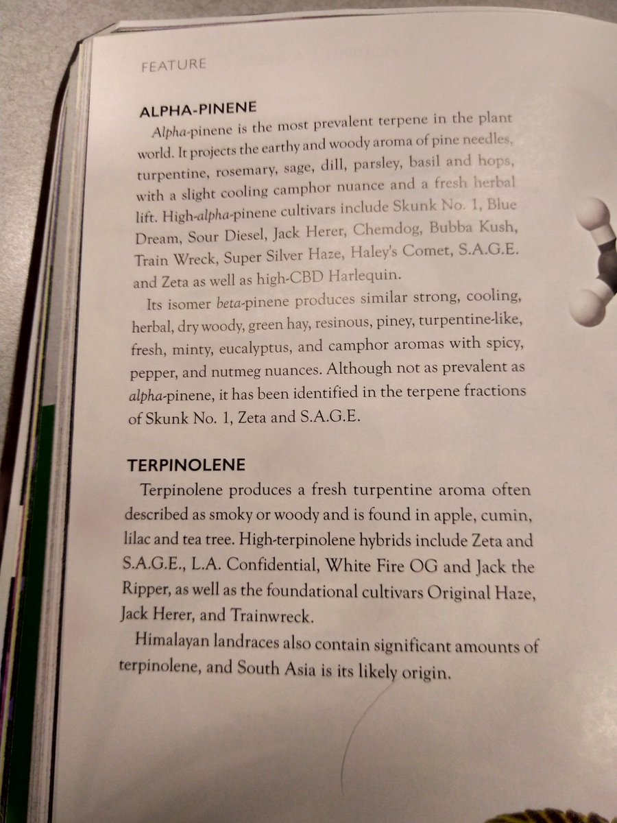 TempleGrower's tweet image. 2/3 Moar #monoterpenes! Working in hemp #CBD extraction, I can say the most prevalent I notice from the oil produced is Camphene/Eucalyptol. Pungent!

#AlphaPinene #Terpinolene #Ocimene #Carene #Linalool #Phellandrene #Camphene #Cymene #Geraniol #Eucalyptol #Sabinene #Citronellol
