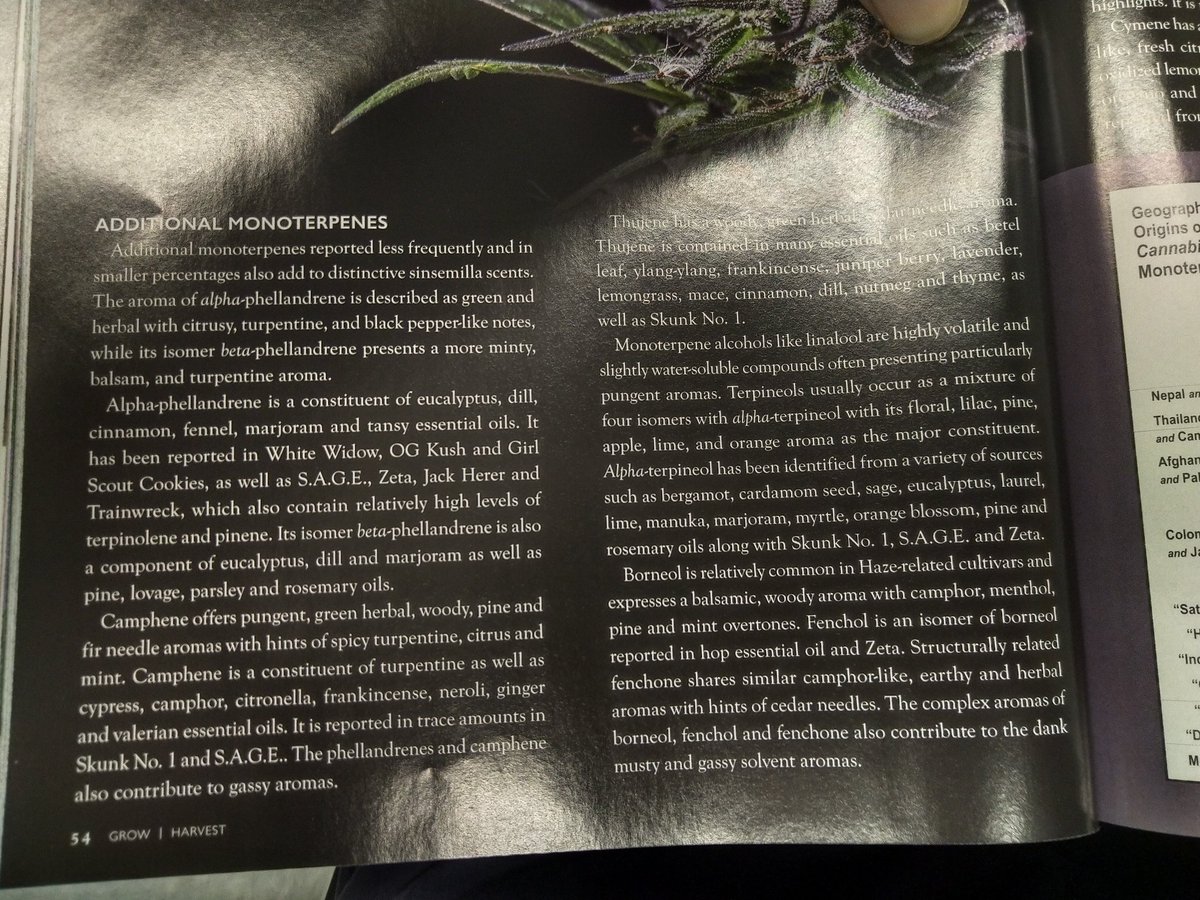 TempleGrower's tweet image. 2/3 Moar #monoterpenes! Working in hemp #CBD extraction, I can say the most prevalent I notice from the oil produced is Camphene/Eucalyptol. Pungent!

#AlphaPinene #Terpinolene #Ocimene #Carene #Linalool #Phellandrene #Camphene #Cymene #Geraniol #Eucalyptol #Sabinene #Citronellol