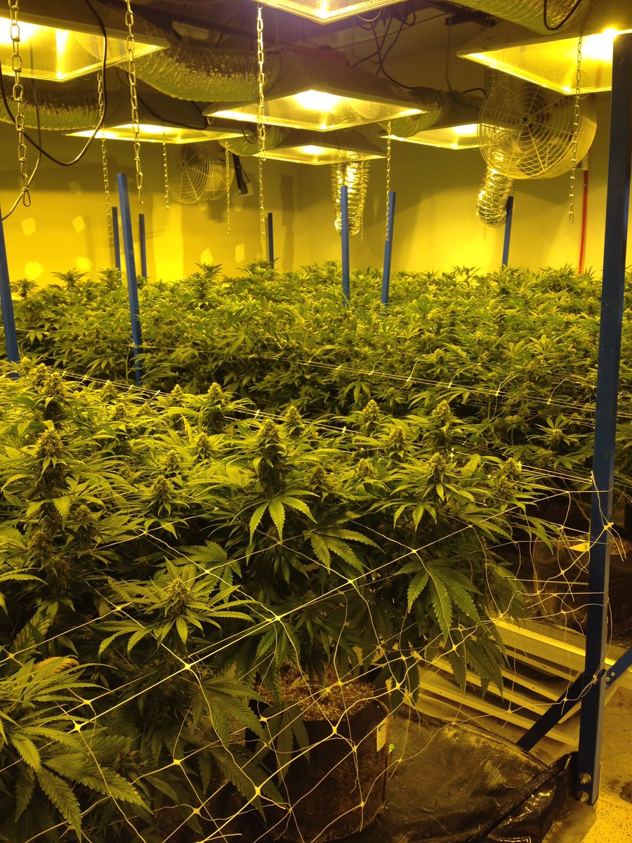KavaScott's tweet photo. #WhatItTakesToStayInControl
Fields of Ambrosia https://t.co/a7etB8ripy