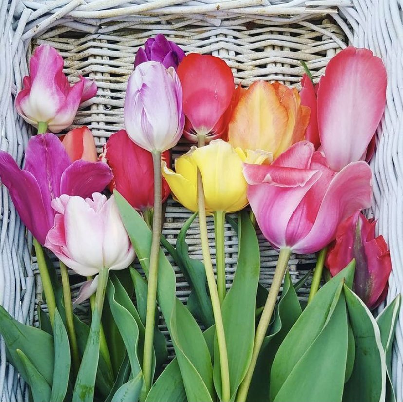 Texas-Tulips tweet media