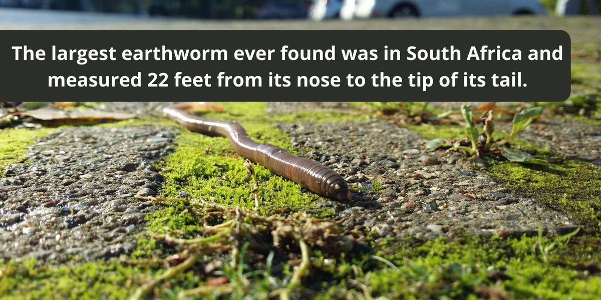 JournalsPress's tweet photo. LJP SFR Research Facts⁣

 #openaccessjournal #researchjournal #scientificjournal #internationaljournal #scientific #research #researcher #scientist #scienceiscool #sciencefacts #facts #blog #unitedkingdom #science #agriculture #worms  #earthworm https://t.co/2aurqBhcXR