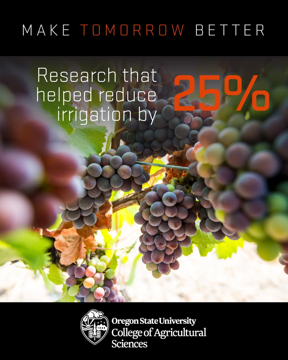 OSUAgSci's tweet image. With Oregon's $668M fruit industry needing water most when the PNW is at its driest, #OSU's Clive Kaiser developed a spray film to reduce irrigation by 25% w/no impact on quantity or quality! 🍎🍇 🍒 beav.es/JbH #OSUImpact @OregonStateGR @BeaverCaucus @ORagriculture