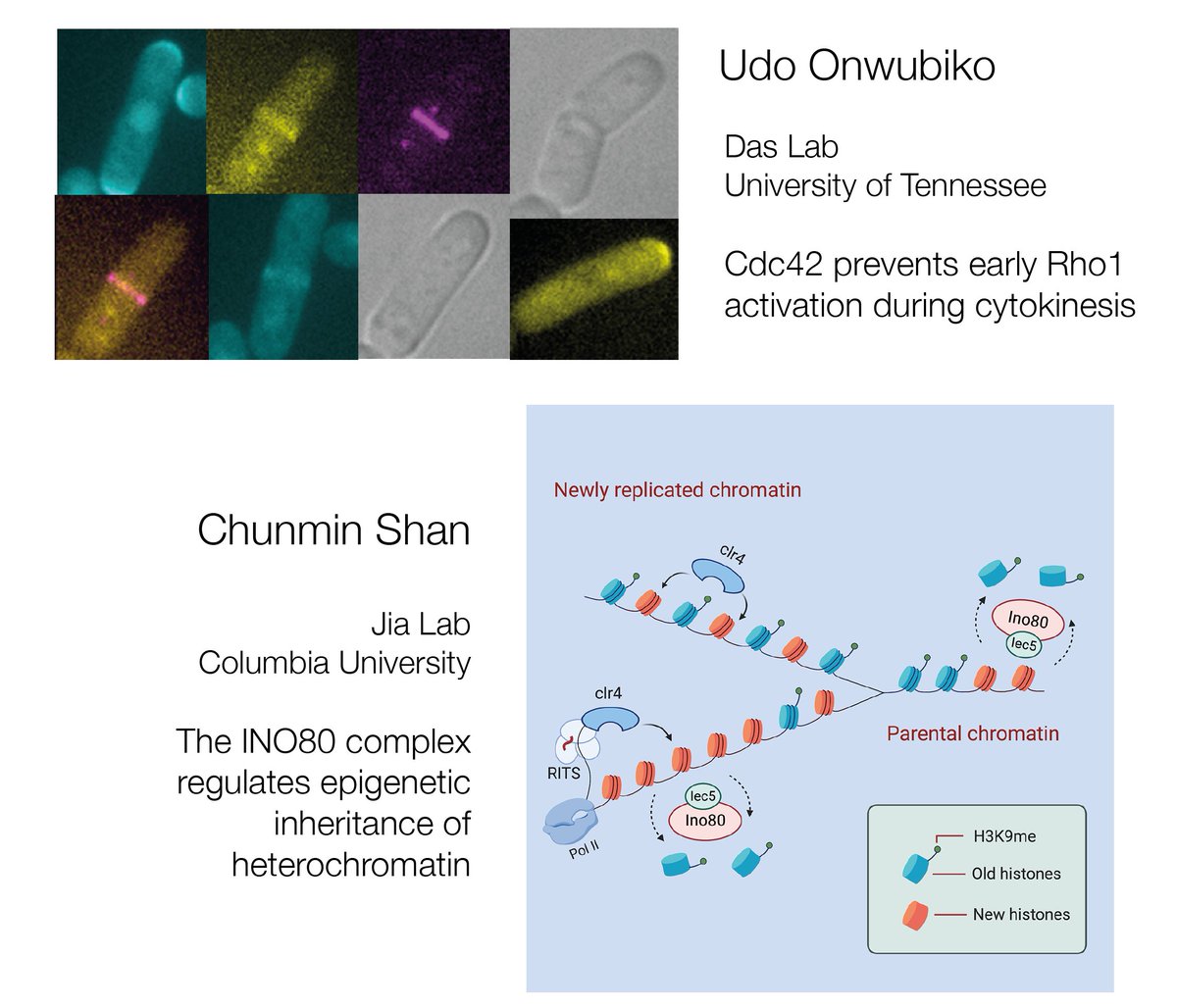 Gautam Dey (@dey_gautam) on Twitter photo #pombeTalks tomorrow!
Come listen to Udo Onwubiko <a href="/DasLab_Pombe/">Dr. MaitreyiDas😷🔬👩🏽🏫</a> talk about Cdc42-Rho1 crosstalk in cytokinesis and Chunmin Shan from the Jia lab discuss epigenetic roles of the INO80 complex!
16:00 London, anywhere and everywhere - DM for Zoom details! #pombeTalks tomorrow!
Come listen to Udo Onwubiko <a href="/DasLab_Pombe/">Dr. MaitreyiDas😷🔬👩🏽🏫</a> talk about Cdc42-Rho1 crosstalk in cytokinesis and Chunmin Shan from the Jia lab discuss epigenetic roles of the INO80 complex!
16:00 London, anywhere and everywhere - DM for Zoom details!