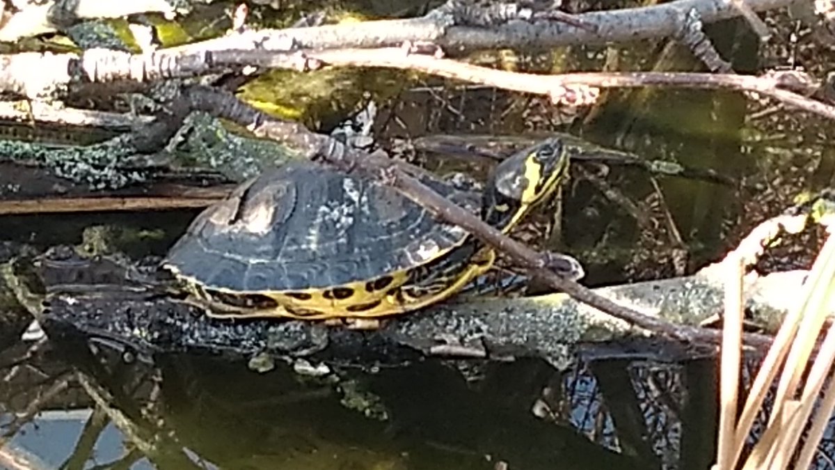 c3_toc's tweet image. Auf dem umgestürzten Baum die Sonne genießen. Einfach herrlich 🌞
