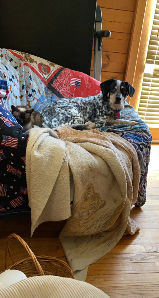 aleighrobinson's tweet photo. These two are absolutely adorable, best buds 😍 https://t.co/SJKhE3wcvW