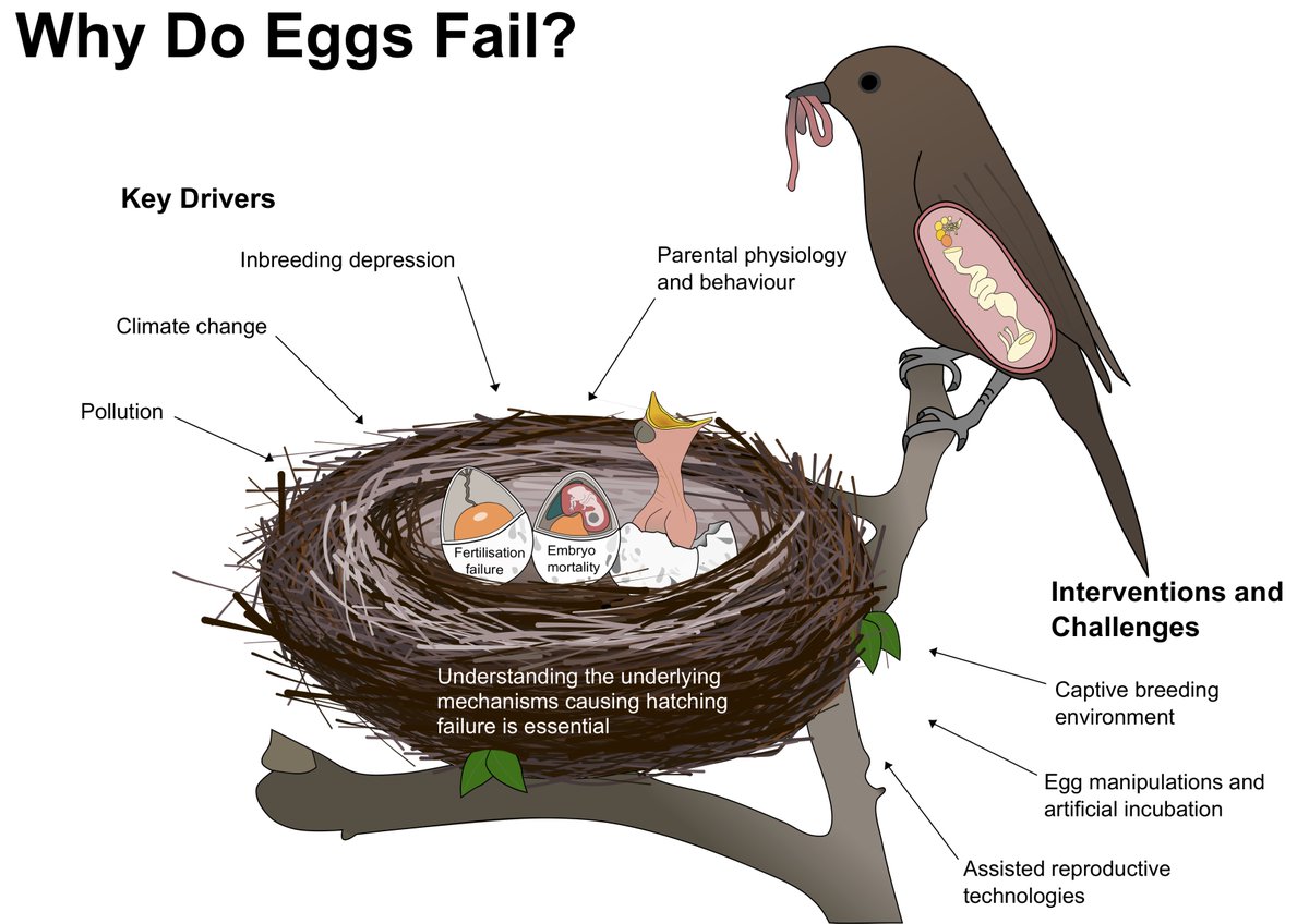 Belfast_Ash9's tweet photo. [1/6] #BOU2021
#HatchingFailure is ubiquitous across birds with ~10% of eggs failing to #hatch, &amp; yet there are many gaps in our understanding of how &amp; why it happens. Graphic by @kassersohn from our recent #review paper where we explain this further: https://t.co/E0UhT3Hg8F https://t.co/y6YKBSSb0v