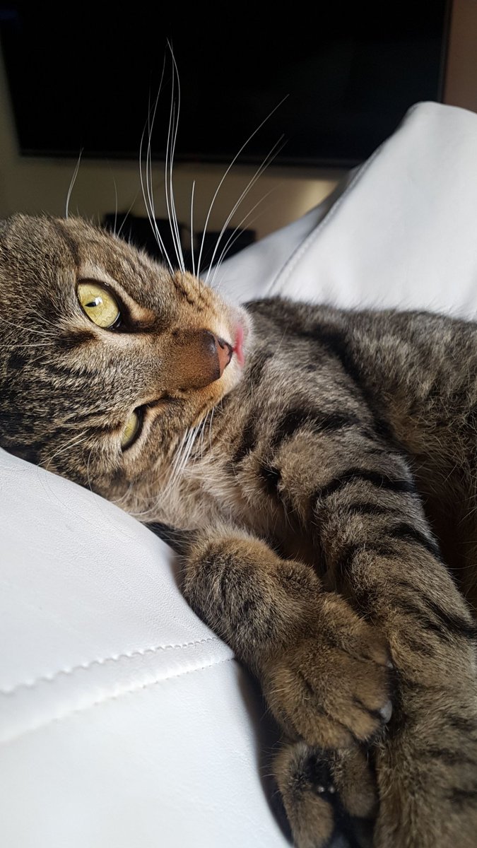 FBodello's tweet photo. @camilabuzzi @GorditosGatitos Mi Ciro: Guiñando el ojo / Mostrando lengua dientes y bigotes https://t.co/4one0KfERm