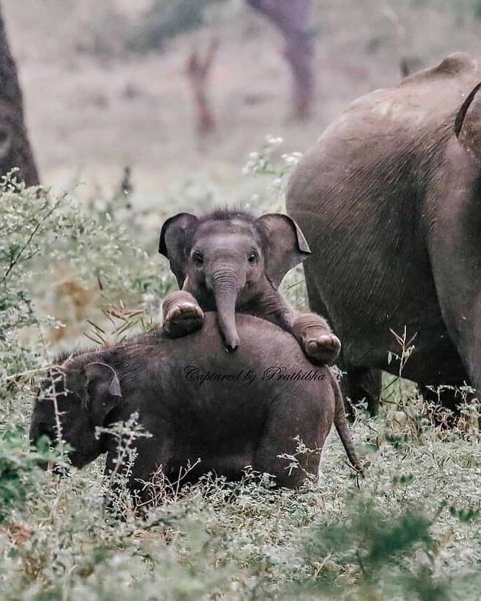 Endearing moments in Sri Lanka.
#aroundtheworldpix Photography by @thissrilankangirl

#dmasiatravel #everythingextraordinary #srilanka #srilankareooens
#SriLankaisOpen #ExploreSriLanka #SoSriLanka #DiscoverSriLanka #SafeTravels #Ayubowan
#visitsrilanka #srilanka #forest #jungle