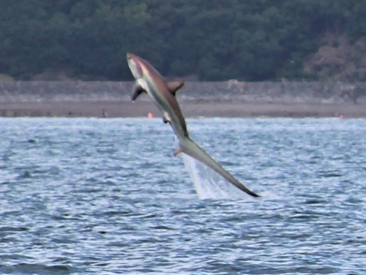SharksEveryDayy's tweet photo. Thresher sharks breaching are my religion https://t.co/KXDIFVvMXn
