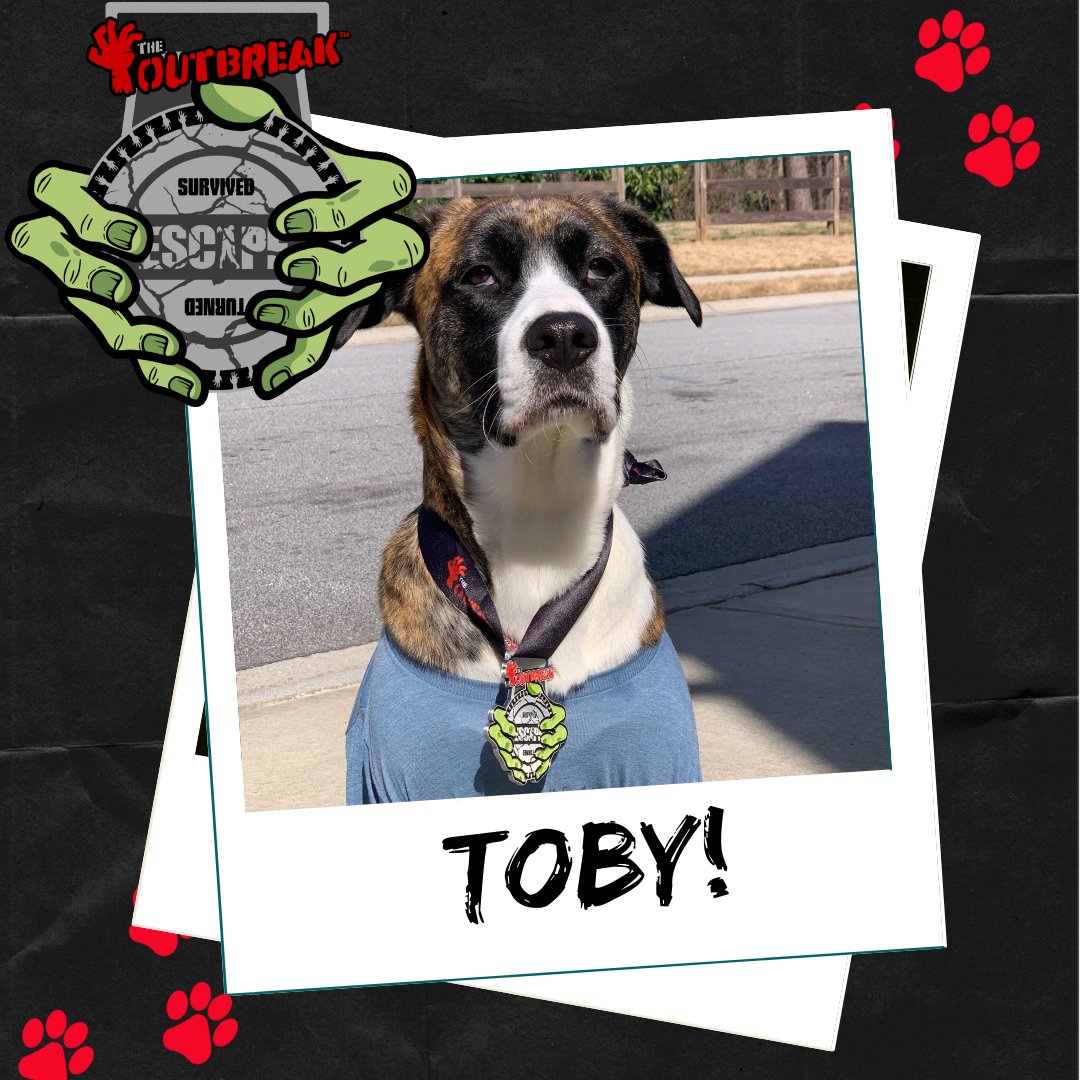 Good boys like Toby are ALWAYS winners in our book! 🐕🥇 What does Toby's face say in this picture? We're thinking "#determination, #strength, &amp; pawsitivity 🐾 " What do you see? Let us know in the comments! 👇 
_____
#theoutbreakchallenge #virtualracing #dog_rates #dog_feelings