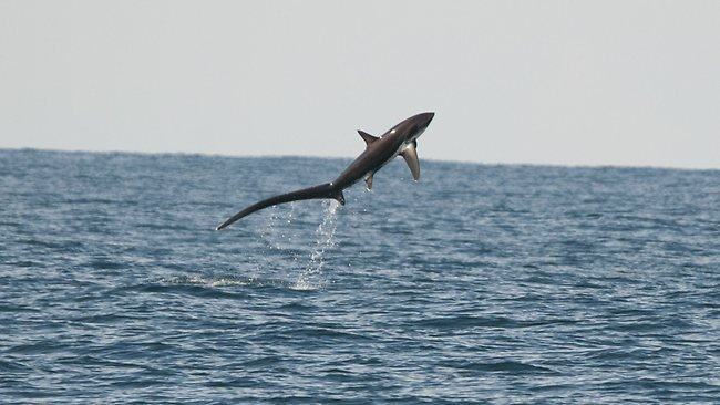 SharksEveryDayy's tweet photo. Thresher sharks breaching are my religion https://t.co/KXDIFVvMXn