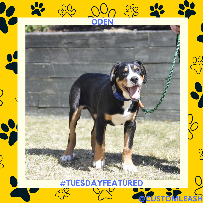 Hands down for Oden!! We met him last week, and what a joy of a pup that he is. 

.
.
.
#customproducts #smallbusiness #startup #loveyourdogs #dogsofla #dogsofboston #dogsofnyc #dogsofseattle #dogsoftexas #supportsmallbusiness #custom #puppiesoftwitter #loveyourpup #customleash