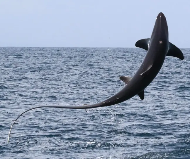 SharksEveryDayy's tweet photo. Thresher sharks breaching are my religion https://t.co/KXDIFVvMXn