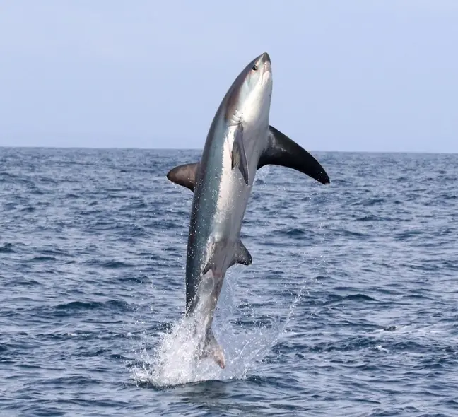 SharksEveryDayy's tweet photo. Thresher sharks breaching are my religion https://t.co/KXDIFVvMXn