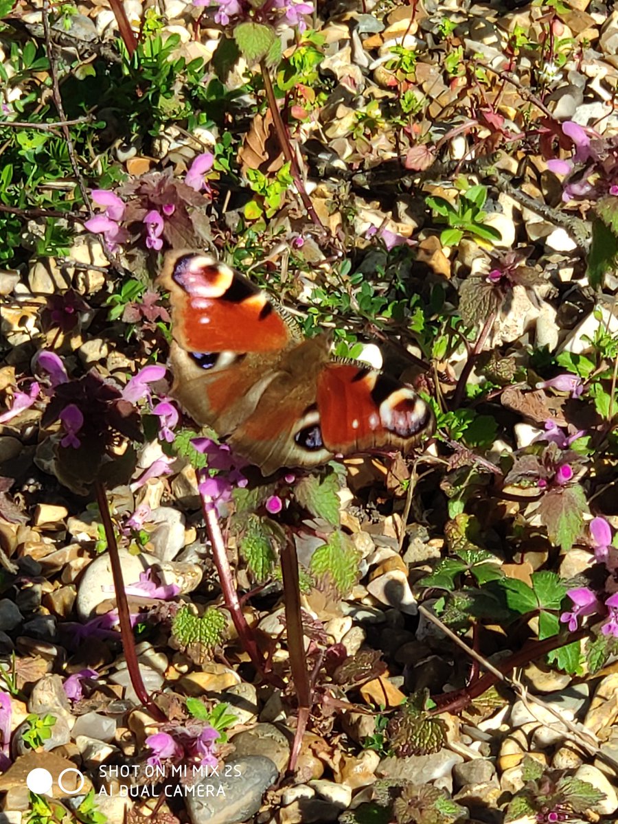eKazTM's tweet photo. Saw 4 Peacock butterflies out at Mutford today. Left plenty of nest material after grooming the horses. https://t.co/LyR4sxAXG7