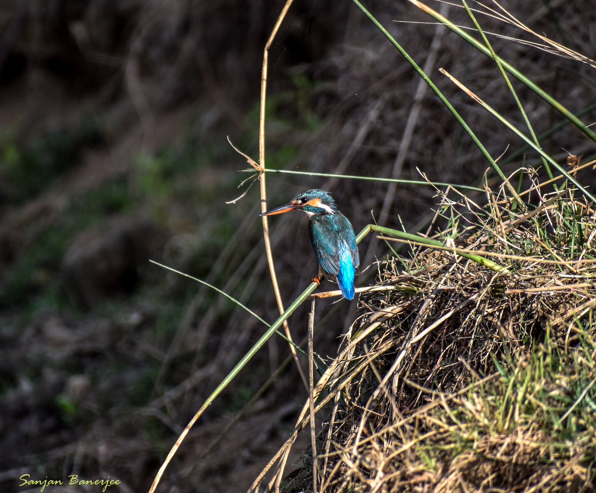 HornbillSanjan's tweet photo. One Bird, many colours.
Most widespread variety of Kingfisher, but very difficult to capture. Here is the ' King of good times' , Common Kingfisher.
@IndiAves #ColoursInBirds #BirdsSeenIn2021 #TwitterNatureCommunity @NikonIndia @NatureIn_Focus @the_wildindia @ParveenKaswan https://t.co/PaXAsRvFIE