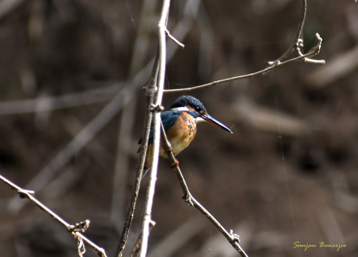 HornbillSanjan's tweet photo. One Bird, many colours.
Most widespread variety of Kingfisher, but very difficult to capture. Here is the ' King of good times' , Common Kingfisher.
@IndiAves #ColoursInBirds #BirdsSeenIn2021 #TwitterNatureCommunity @NikonIndia @NatureIn_Focus @the_wildindia @ParveenKaswan https://t.co/PaXAsRvFIE