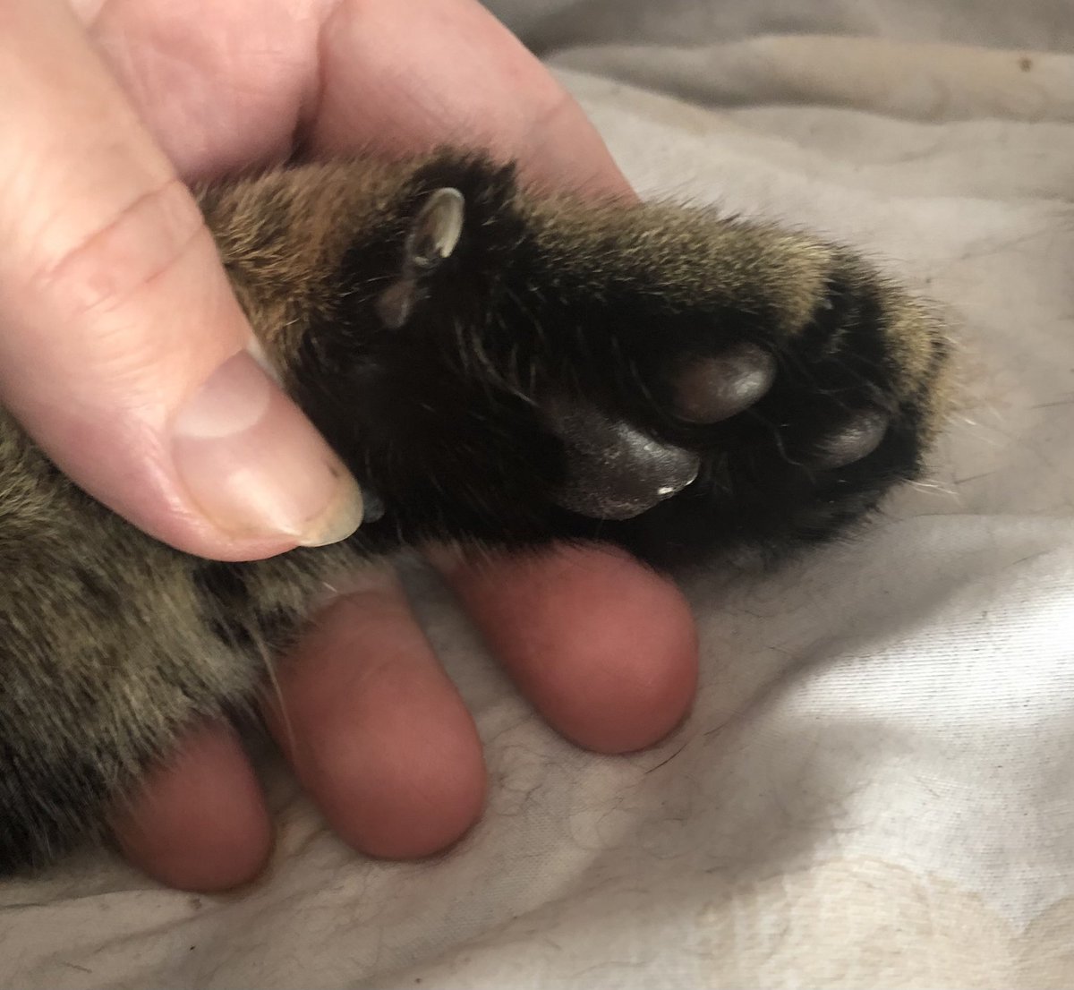 ⚜️Candyledet⚜️ tweet media