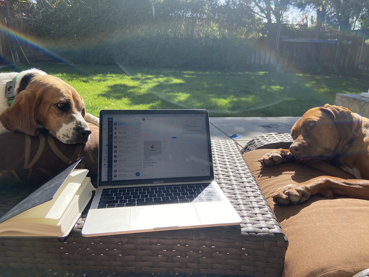 tpullman's tweet photo. Little vitamin D action. 🤘 #workfromhome #doglife #beaglefreedomproject @8x8 https://t.co/OFcgbJW8Nk