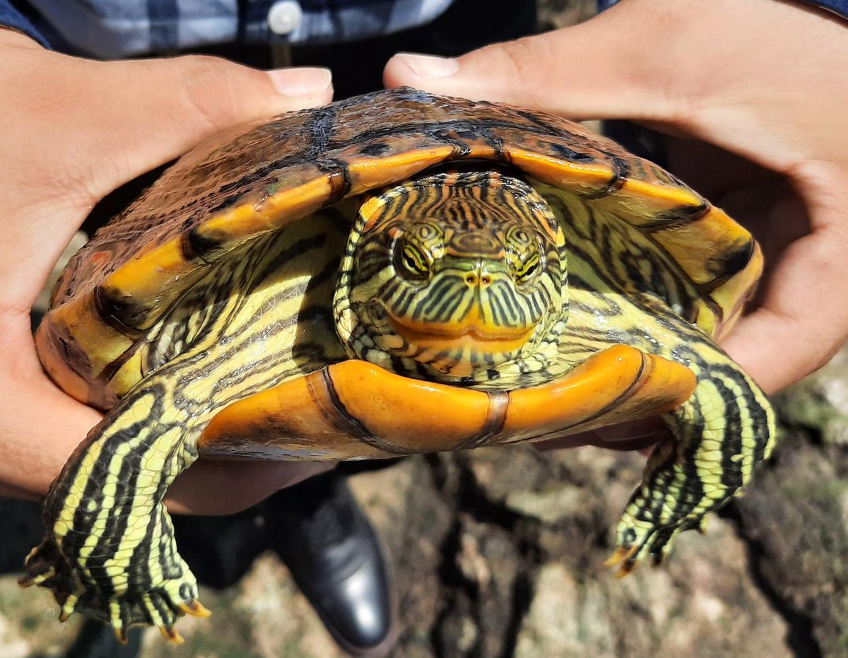CanonGuardianes's tweet photo. Nos reportan que unos lugareños quisieron regalarla a un Guardián del Cañón de Fernández y éste la liberó de nuevo en el río. Es una Jicotea del Río Nazas, subespecie endémica del Parque Estatal Cañón de Fernández. ¡Tú también puedes ser Guardiana/Guardián! https://t.co/rLNRIVQG0Y