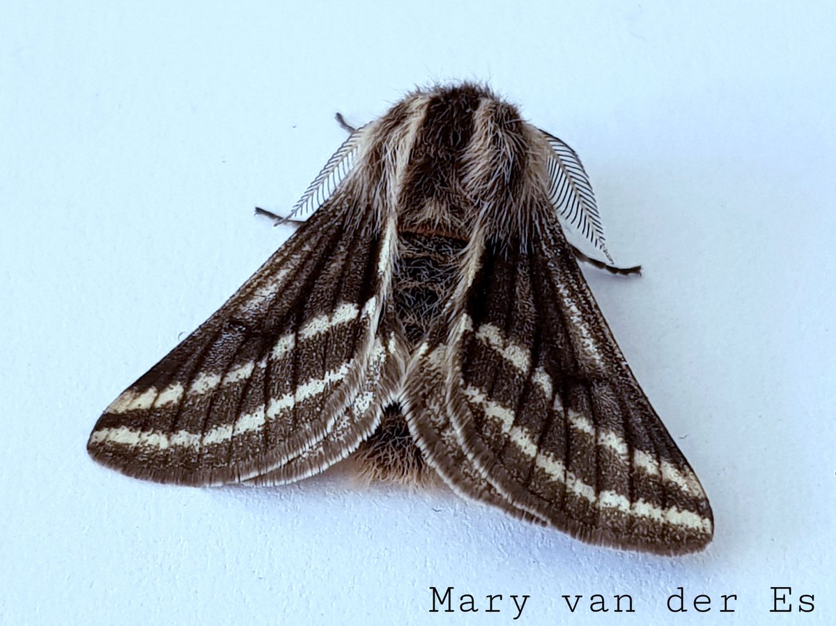 Wat een beauty vanochtend vroeg in #Noord_Brabant , deze zeer zeldzame #Rouwrandspanner #Lycia_zonaria #Belted_Beauty .

<a href="/vlinderNL/">De Vlinderstichting</a> <a href="/Nachtvlinders/">Nachtvlinders</a> <a href="/waarneming/">Waarneming.nl</a> <a href="/volgdenatuur/">volg de natuur</a> @natuuronline <a href="/NatureTodayNL/">NatureTodayNL</a>