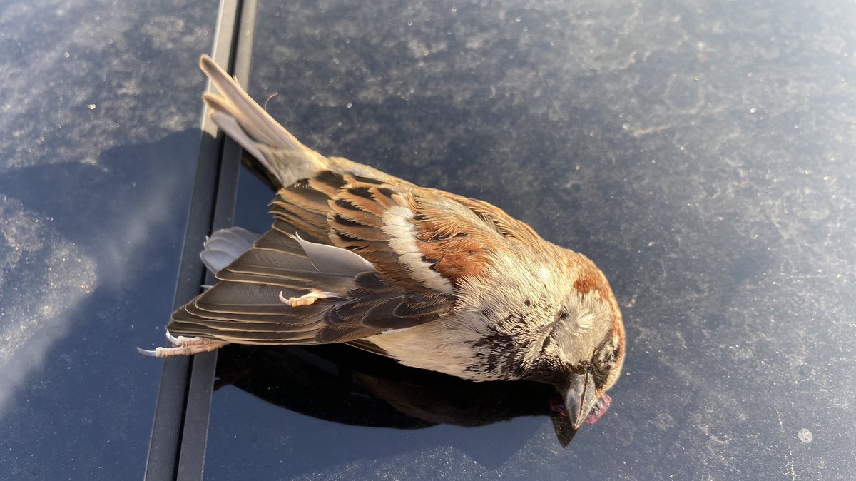 mveldhuis76's tweet photo. Deze dode #huismus lag net op het dak van onze auto. Zou hij ergens tegenaan gevlogen zijn? 😌 #vogel #mus #gestorven #biodiversiteit #oosterbeek 
dank voor de correctie @monasso inderdaad geen Ringmus https://t.co/KrtFogBF18