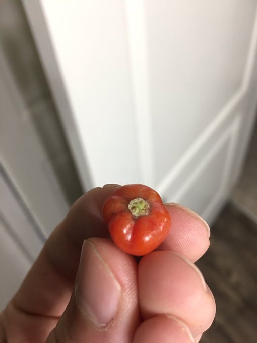 I was going to show off my dick to you all today but I figured showing off my first tomato from my patio