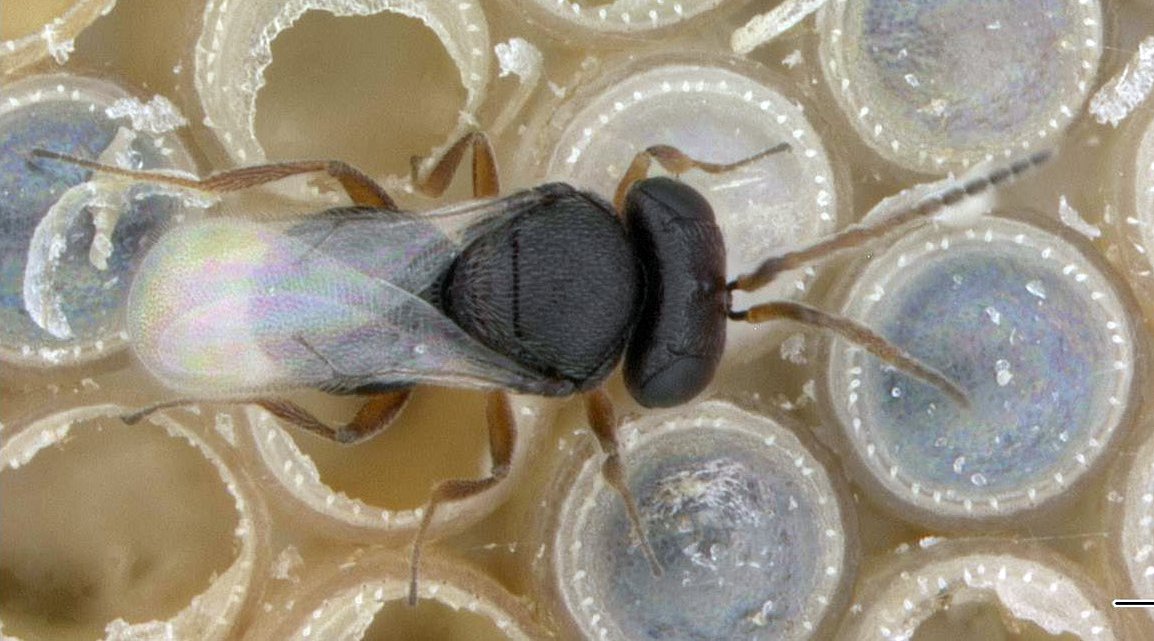 baeus2's tweet photo. Exploring how tiny parasitic wasps find their hosts by using their sense of smell and how this contributes to the evolution of new species. #hifiexhibit https://t.co/wBlIW94dFF