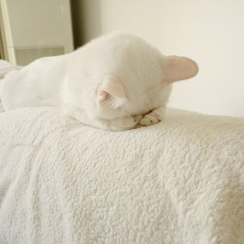 1000_OC's tweet photo. เขิน https://t.co/FBy999GUrr