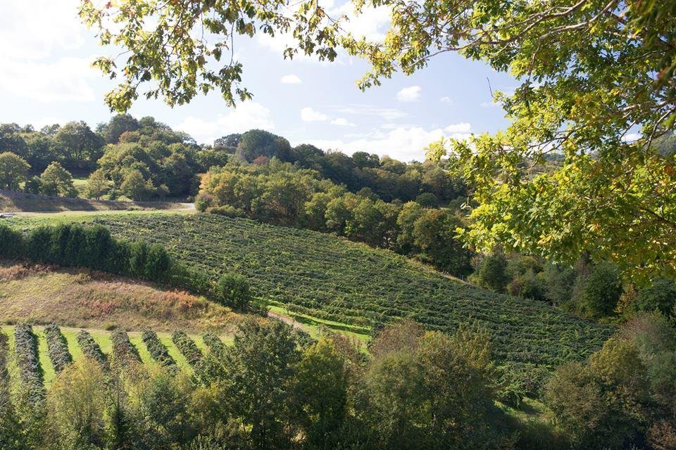 vegadeaguin's tweet photo. #vegadeaguin 👉Una finca #sostenible, con un elevado marco de plantación (casi 1.000 árboles por hectárea) y un uso muy eficiente de los recursos naturales, el agua se extrae del río #Borines , los abonos son naturales.... producimos #kiwiasturiano #AlimentodelParaiso https://t.co/ru2YqY1cEA