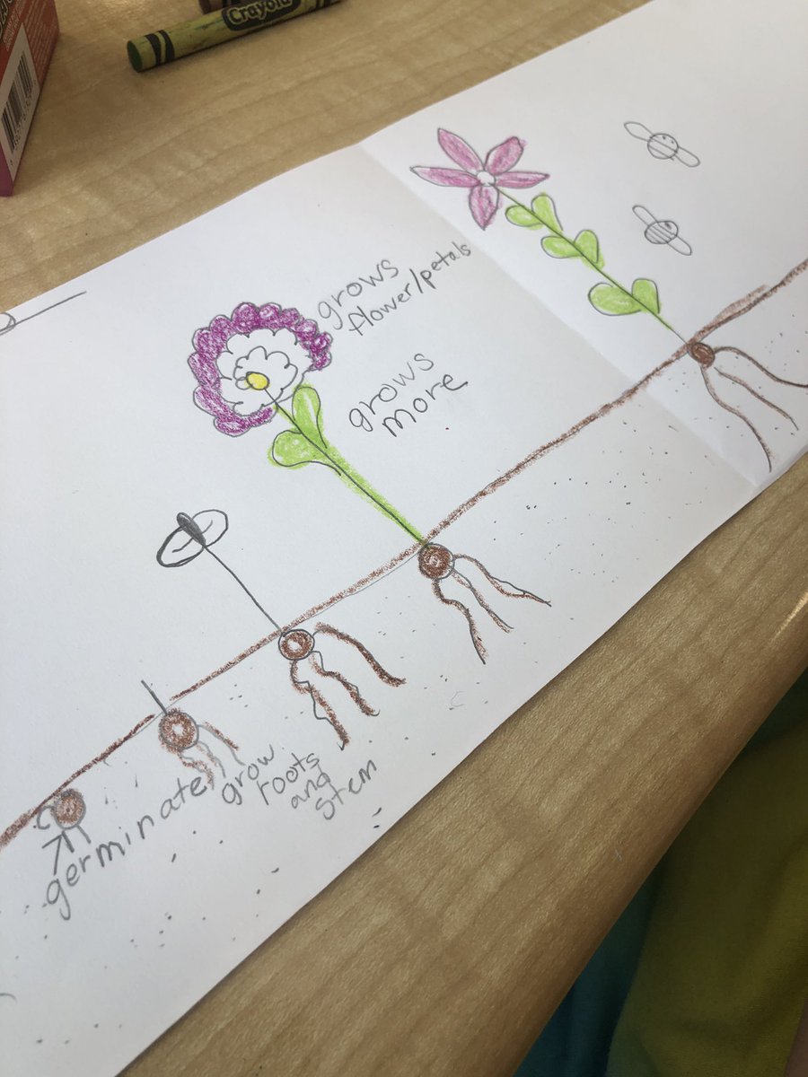 justsimplesci's tweet photo. Great way to end the day- plant life cycle!!!! And of course the dead tree ( my new science friend said I had to know that was a dead tree)! https://t.co/nQuTI1CtdW