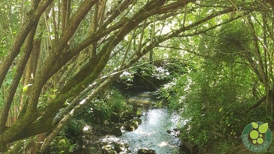 vegadeaguin's tweet photo. #vegadeaguin 👉Una finca #sostenible, con un elevado marco de plantación (casi 1.000 árboles por hectárea) y un uso muy eficiente de los recursos naturales, el agua se extrae del río #Borines , los abonos son naturales.... producimos #kiwiasturiano #AlimentodelParaiso https://t.co/ru2YqY1cEA