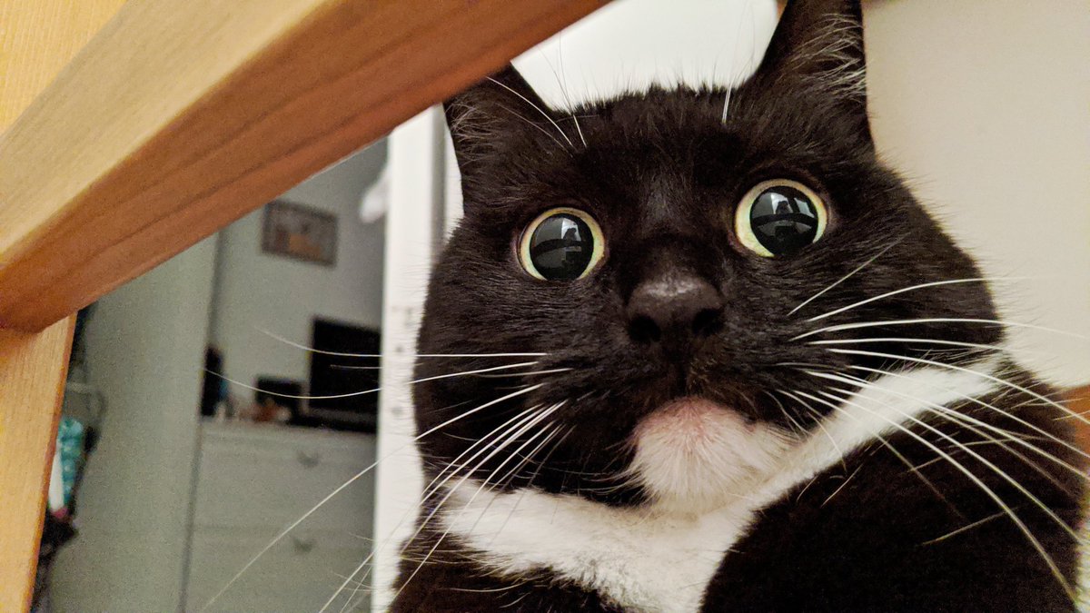 CuriousZelda's tweet photo. My paws are sweaty
Knees weak, arms are heavy
I vomited on your carpet already 
But you forghetti https://t.co/CN4cc3tuvS