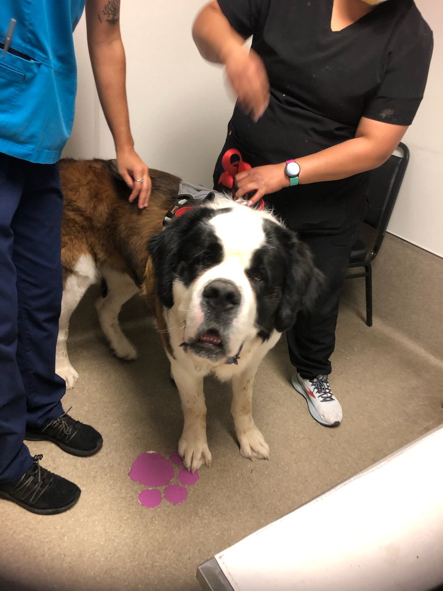 CCPAACTX's tweet photo. Look at that face!
Bam Bam came to our Wellness clinic today for vaccinations. Wouldn't you love to snuggle with this big guy?
#bigdogs
#stbernards
#loveyourdog
#largebreeddogs
@CCPAACTX https://t.co/YYVRNpnO0V