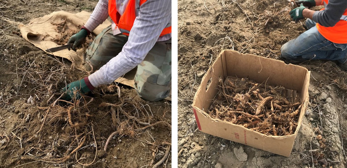 Hopsteiner's tweet photo. Spending some quality time outdoors today collecting rhizomes. These root structures will be used to propagate new fields for the coming harvest.
#hopsteiner #hops #agriculture https://t.co/xyyPIYD49G